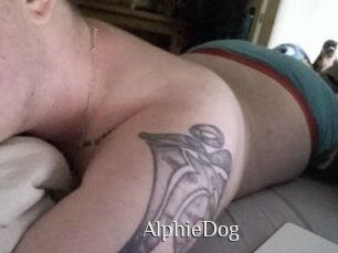 Alphie_Dog