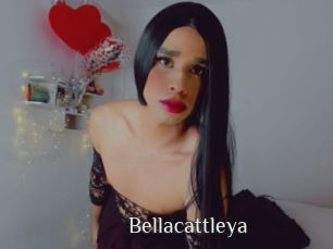 Bellacattleya