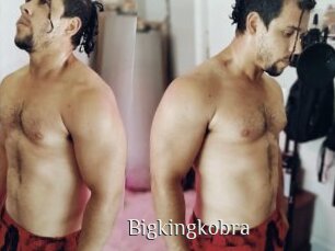 Bigkingkobra