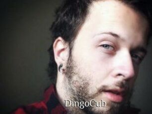 DingoCub