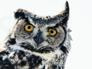 Owlface